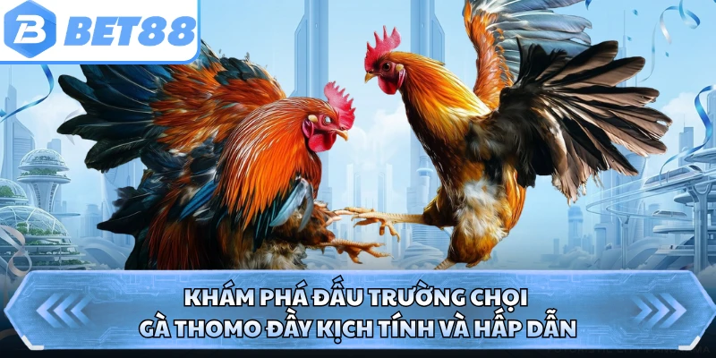 Khám phá đấu trường chọi gà Thomo đầy kịch tính và hấp dẫn 